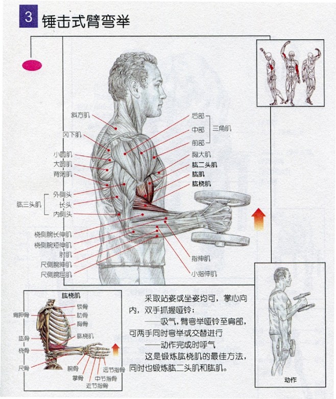 手臂肌肉锻炼必应bing图片