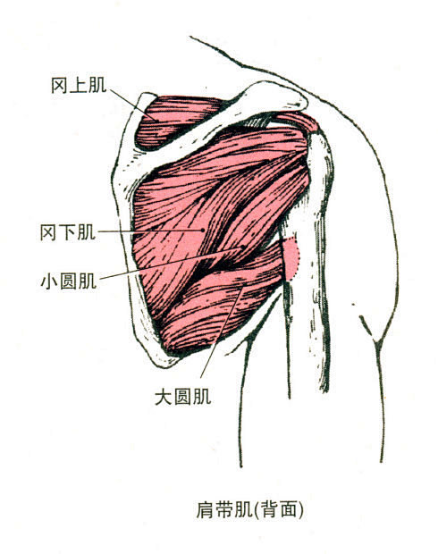 肩袖肌群与大圆肌的解剖 冈上肌部位:肩.