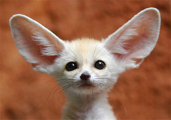 超可爱的大耳朵精灵耳廓狐