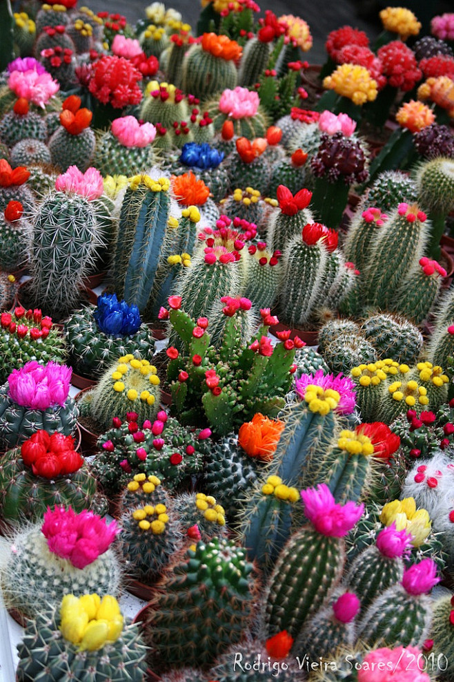 新奇植物-花瓣网|陪你做生活的设计师 | 仙人掌的的花