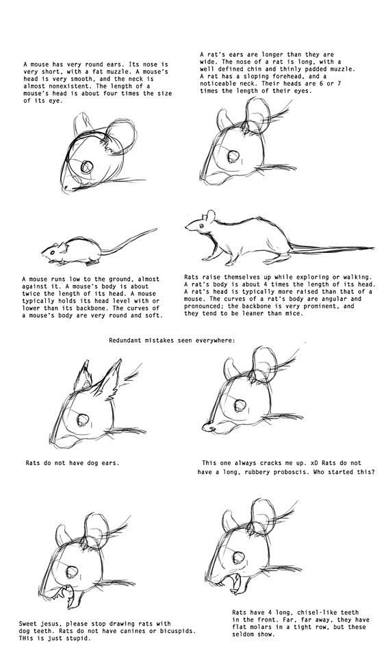 com to practice drawing rats i have been sketchin. 1 pinterest.