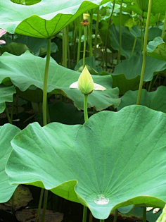 山水花草
