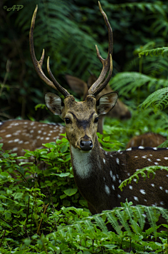 sika deer