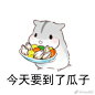 被网上这组要饭小仓鼠萌到了哈哈哈哈
