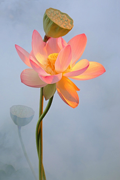 摄影花卉