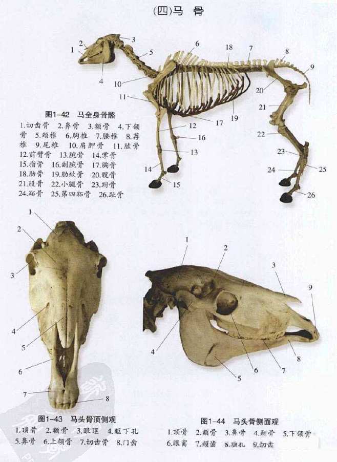 动物骨骼肌肉图