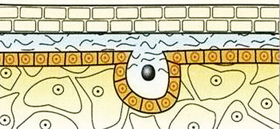 珍珠形成的过程2 - 课文内容图片 - 淘知学堂