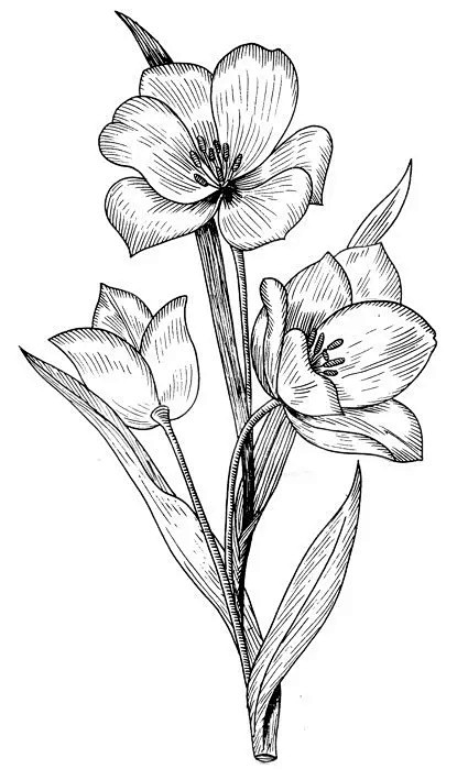 简笔画-植物类-花瓣网|陪你做生活的设计师 | 轻松学