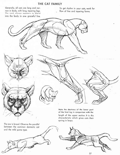 动物结构大型猫科动物的结构老虎狮子图片均来自网络收集676767