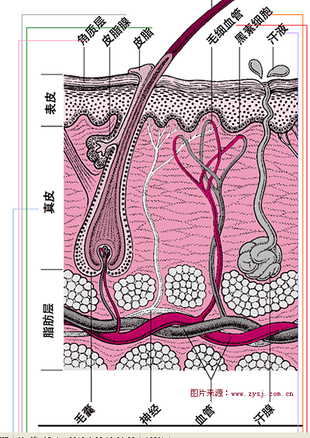 皮肤结构图-花瓣网|陪你做生活的设计师 | 5,皮脂分泌
