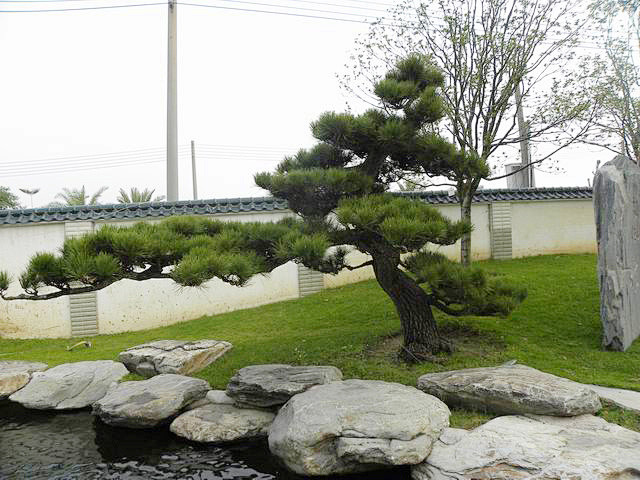 a-花园-造型树/盆景园
