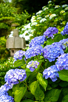 绣球花 紫阳花 hydrangeas