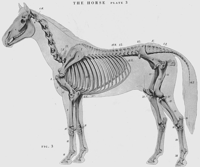 马的骨骼