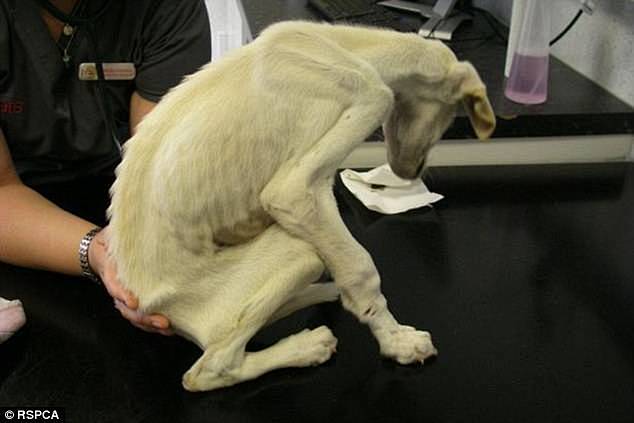 猫狗宠物症状病-花瓣网|陪你做生活的设计师