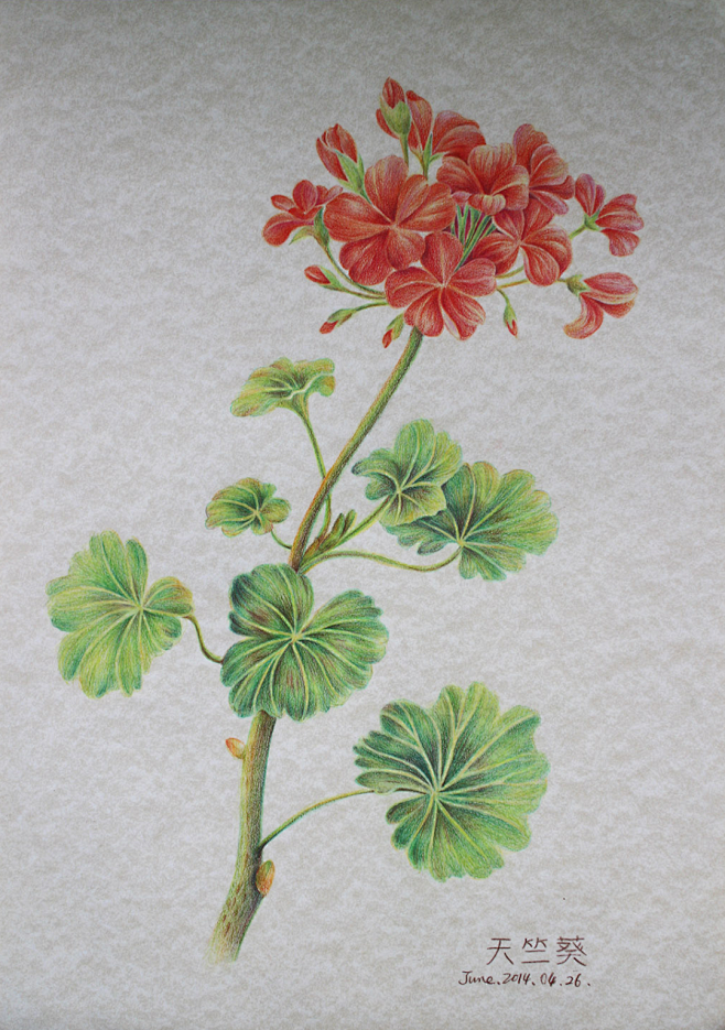 artemistong从5jy5oind转采于2019-08-10 05:44:22彩铅画 手绘花植物