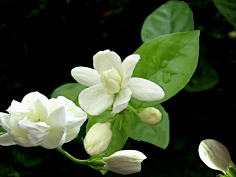 茉莉花-花瓣网|陪你做生活的设计师 | 百度图片搜索