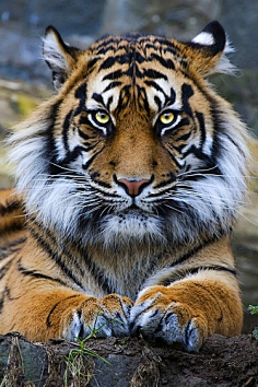 老虎——森林之王-花瓣网|陪你做生活的设计师 | tiger