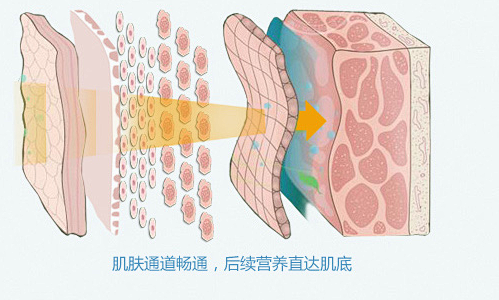 皮肤