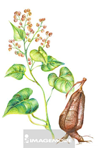 com.tw 川芎,中药,插画, 把被当枕头dan采集到中药  采集 sc.