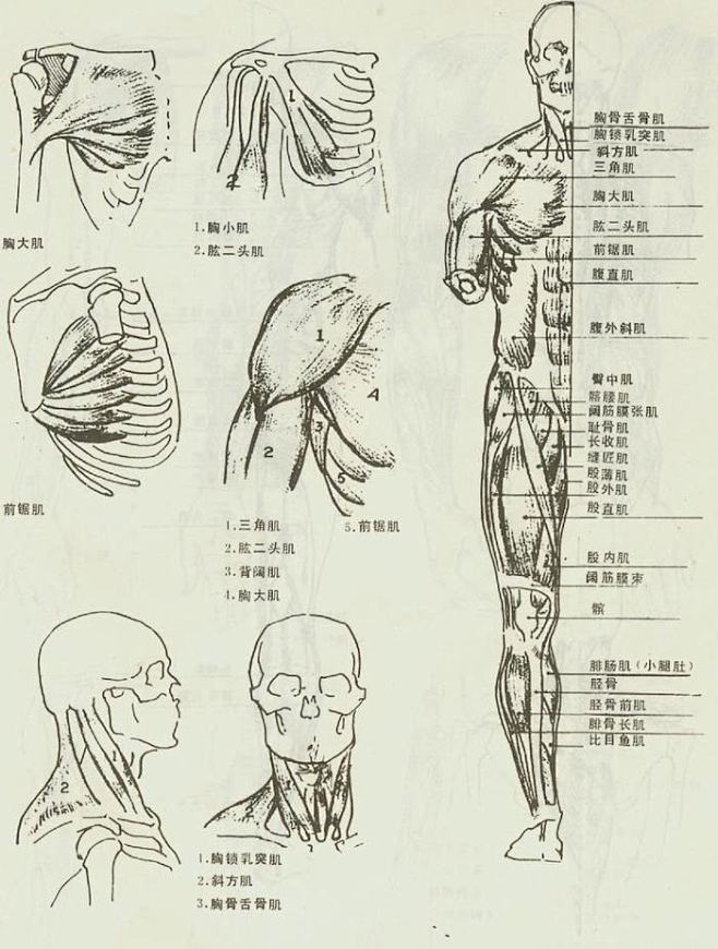 人体肌肉-花瓣网|陪你做生活的设计师 | 手部结构