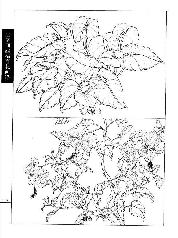 花卉白描-花瓣网|陪你做生活的设计师 工笔画线描花卉画谱(荷花篇)