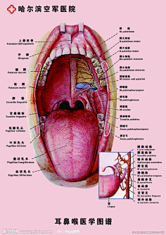 com 完全用素材自己做的医院墙体图谱,a1大小喉 咽 耳鼻喉 扁桃体