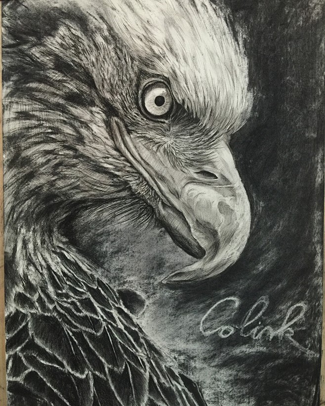 动物素描炭笔