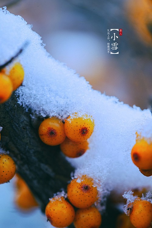 小雪节气的雪景风光摄影图片