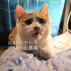 可爱表情狗子猫咪情装假表乐包快图片