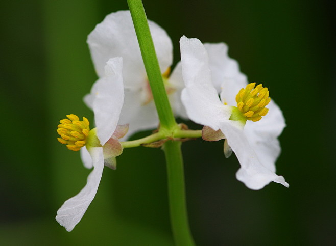 花卉慈姑花