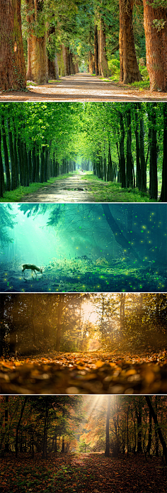 梦幻森林美丽森林树林背景图素材