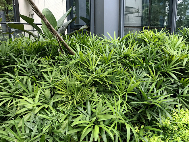 细叶棕竹