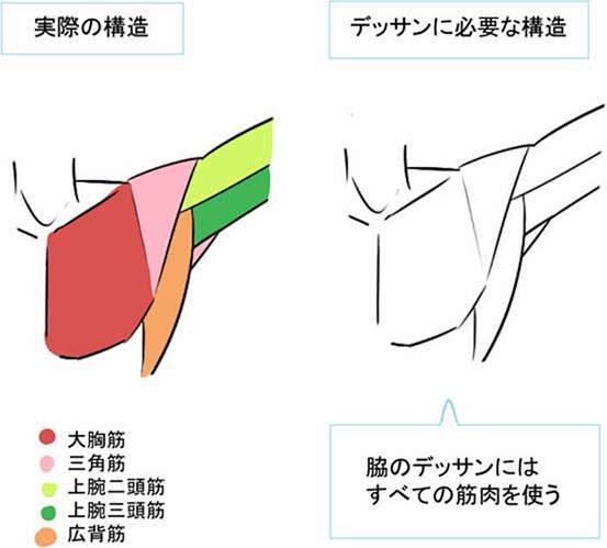 gad翻译馆简单介绍肌肉与骨骼腋下与手肘的画法