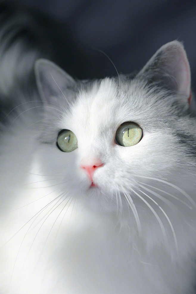 图解一天中猫瞳孔的变化光线越弱瞳孔越大正午能缩成一条缝