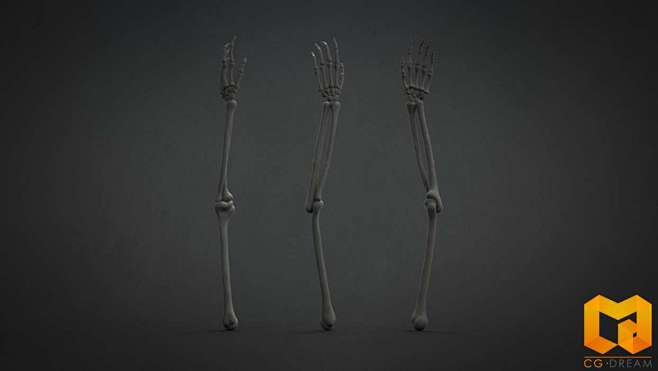 人体结构骨架3d模型skeleton3dmodel