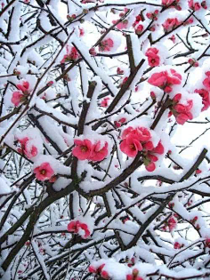 花映雪雪融花