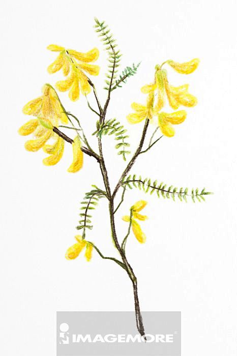 黄芪中药插画