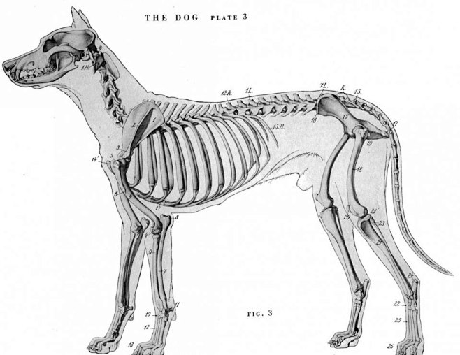 com 动物骨骼肌肉解剖图:狗,狮,马