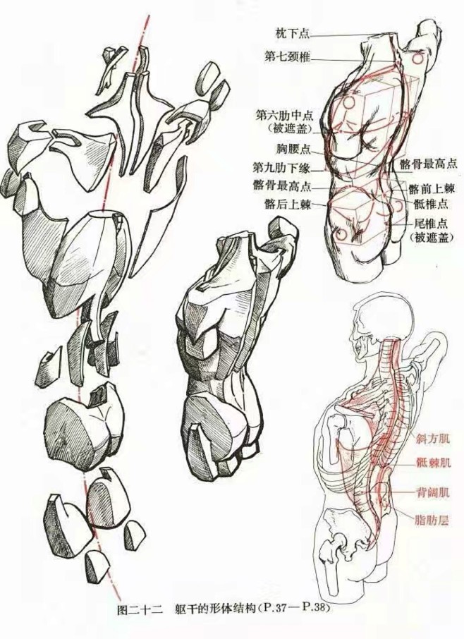 躯干肌肉 骨骼-花瓣网|陪你做生活的设计师 | #素描