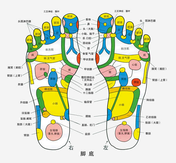 人体足底色彩穴位图