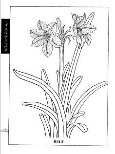 花卉白描-花瓣网|陪你做生活的设计师 工笔画线描花卉画谱(荷花篇)