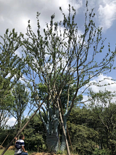 植物—点景树及树池