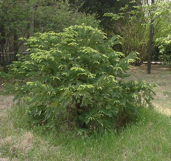 粗榧（Cephalotaxus sine