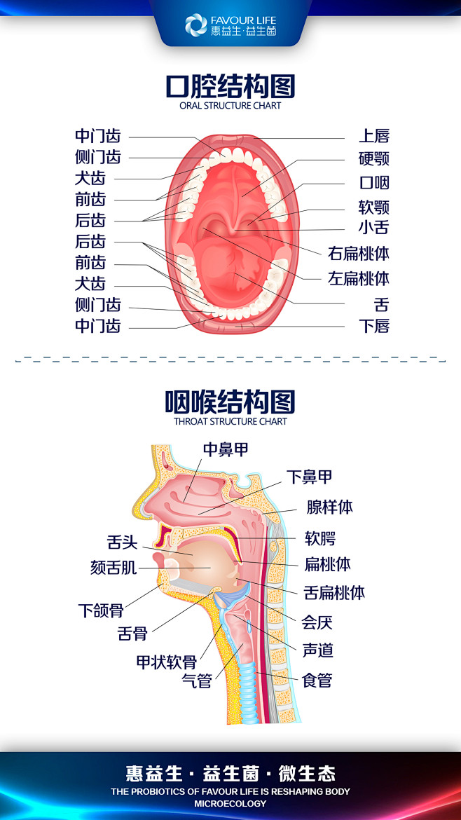 wzvhn_带头大哥采集到医疗索材 口腔咽喉结构图