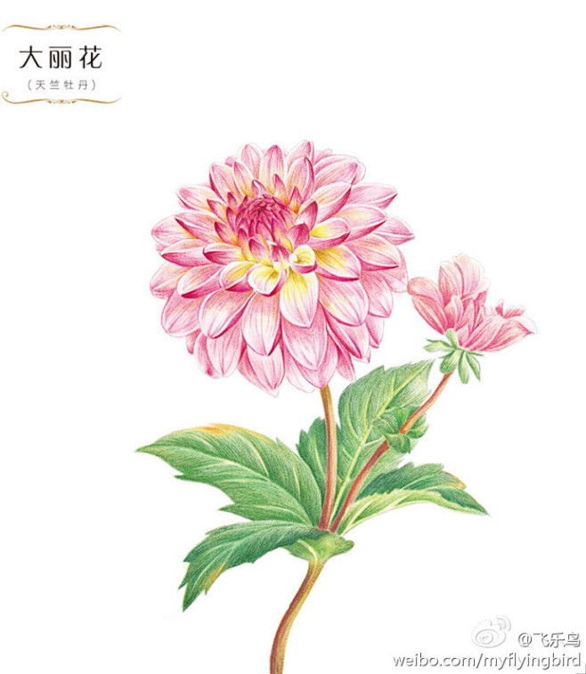 大丽花手绘