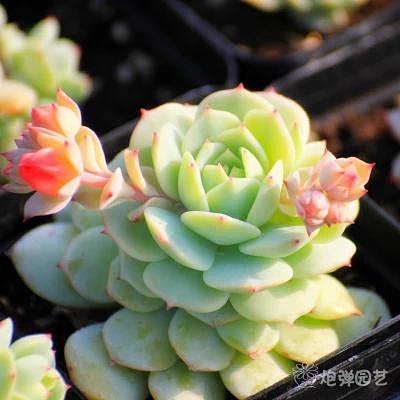 韩国进口多肉植物盆栽静夜肉肉批发办公室内绿植小盆景多肉淘宝网