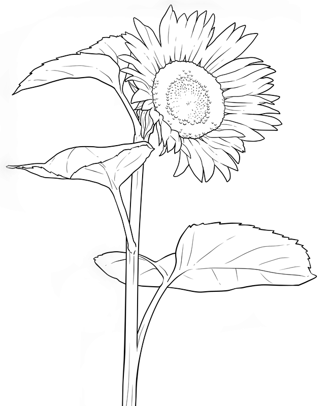 那些花线稿