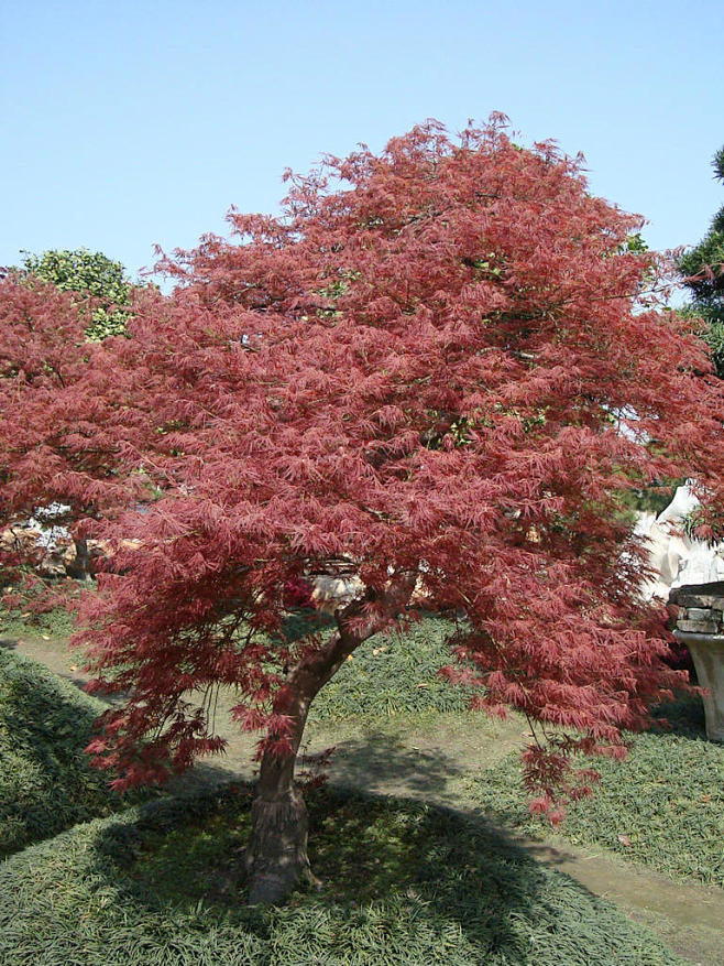 09:56:56羽毛枫植物空间☆木头人木头☆同采自image