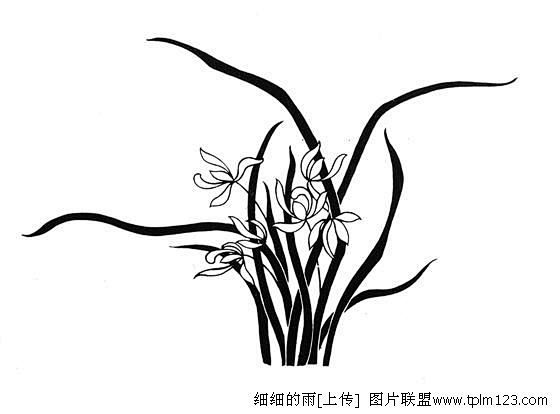 图片兰花吉祥图案050