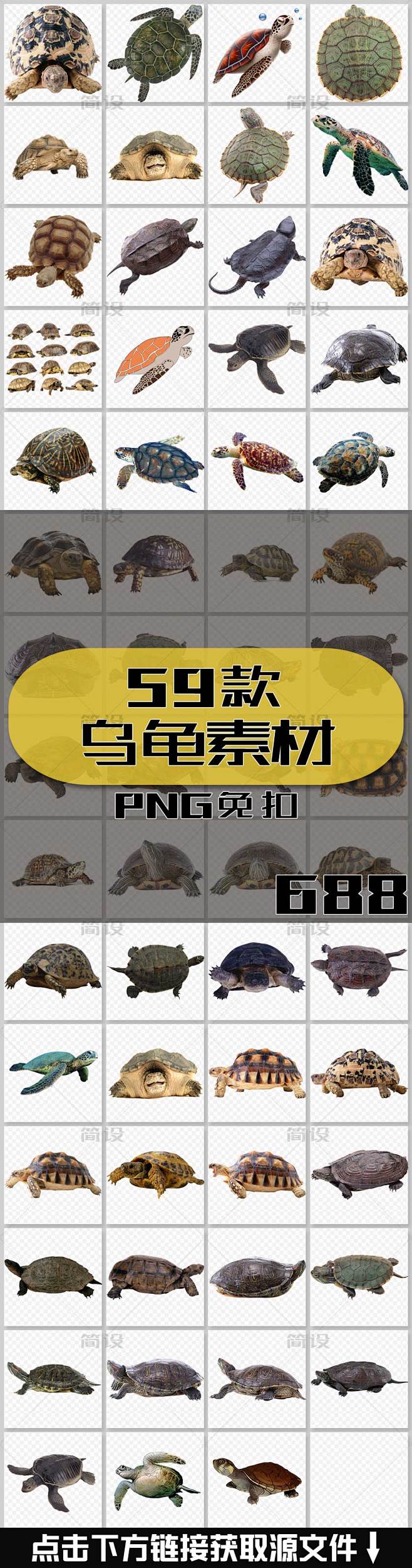 可爱乌龟乌龟照片乌龟卡通图片宠物乌龟巴西龟海底世界保护环境爱护